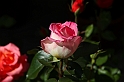 Festa delle rose_52